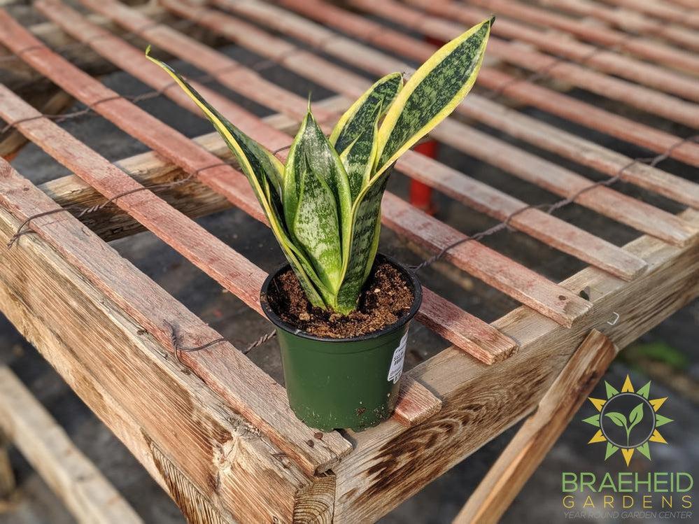 Sansevieria Superba