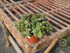 Pilea Aluminum - Hanging Basket