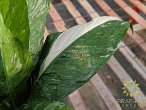 Peace Lily Domino - Variegated