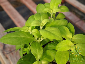 lipstick antares leaf style photo