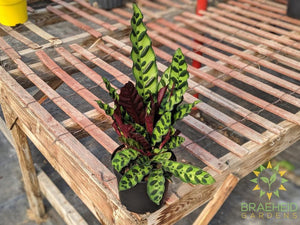 Calathea Rattlesnake (Calathea Lancifolia)