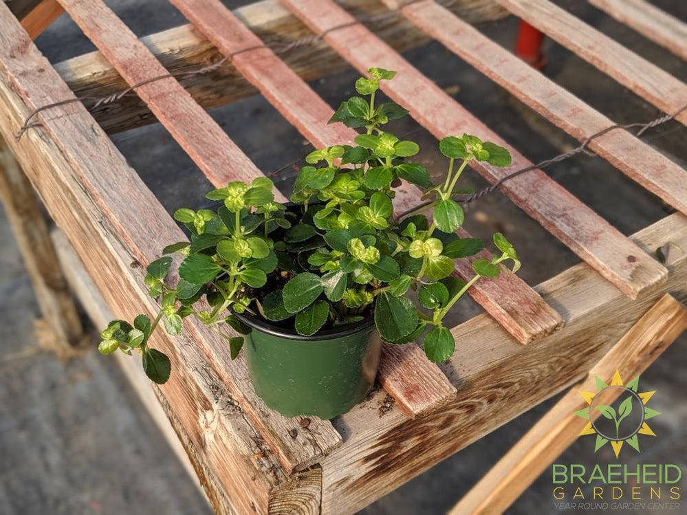 Pilea Depressa - Kiereweed