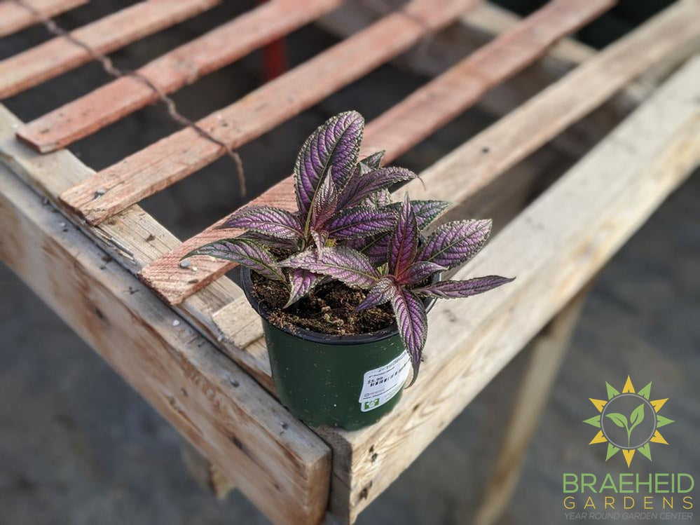 Persian shield houseplant for sale in canada