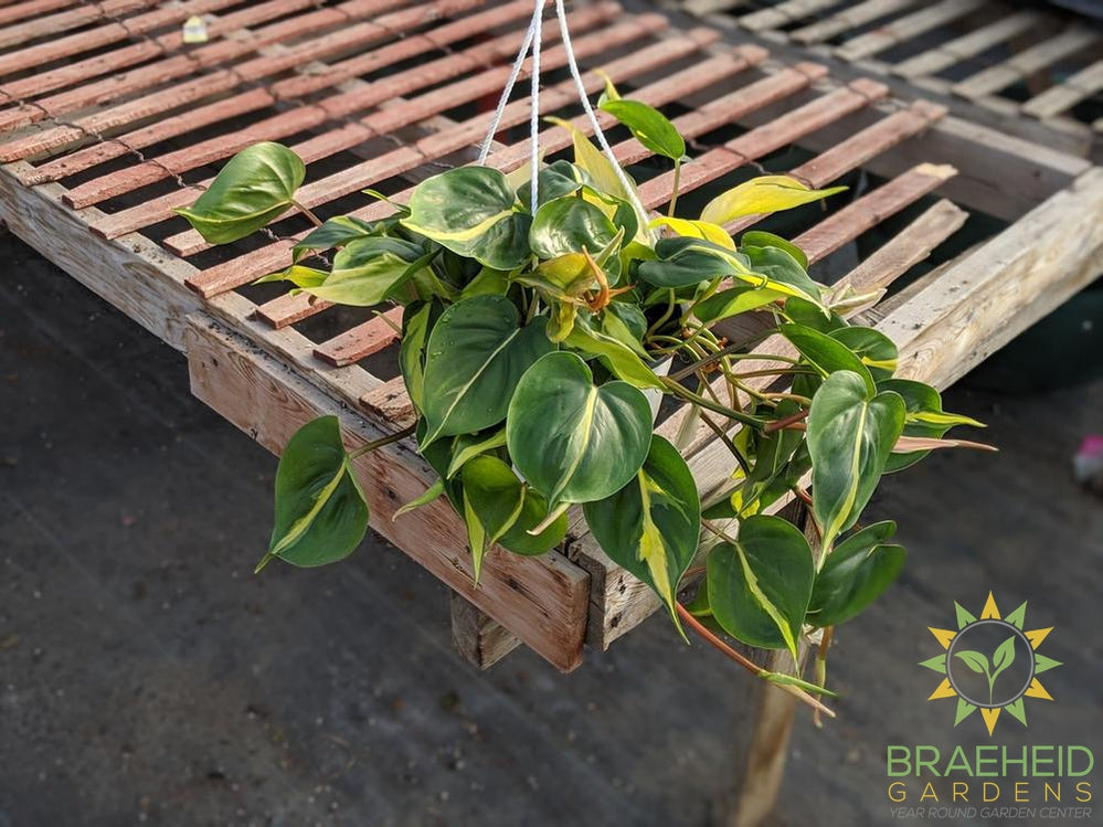 Buy Brazil Philodendron plant in Canada