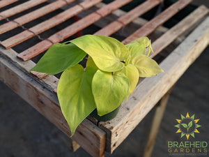 Lime Philodendron houseplant 