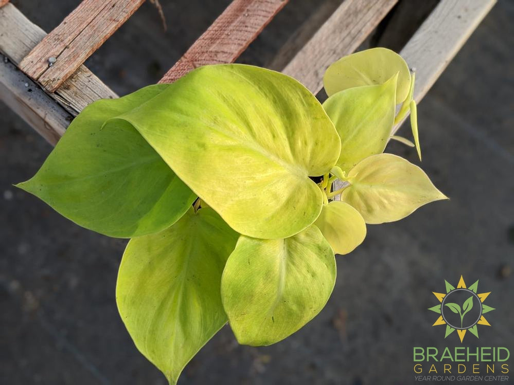 Lime philodendron plant Neon philo online in canada