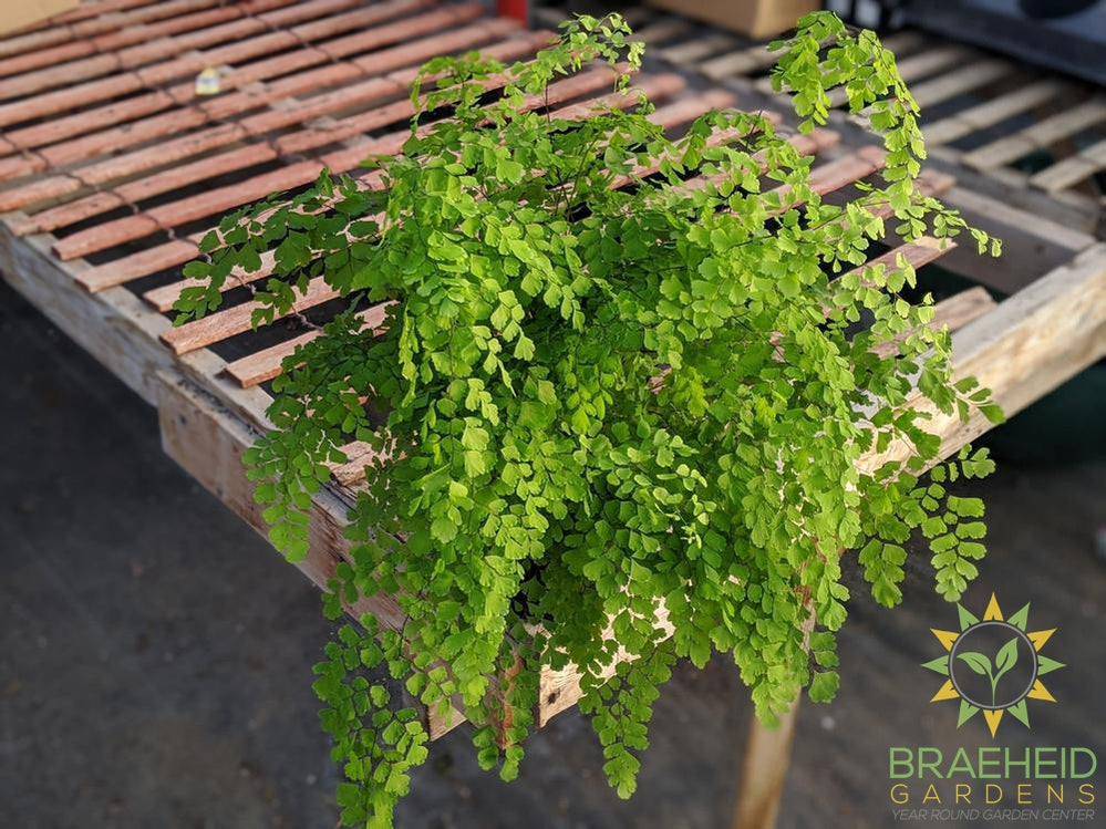 Maidenhair fern plant for sale in canada