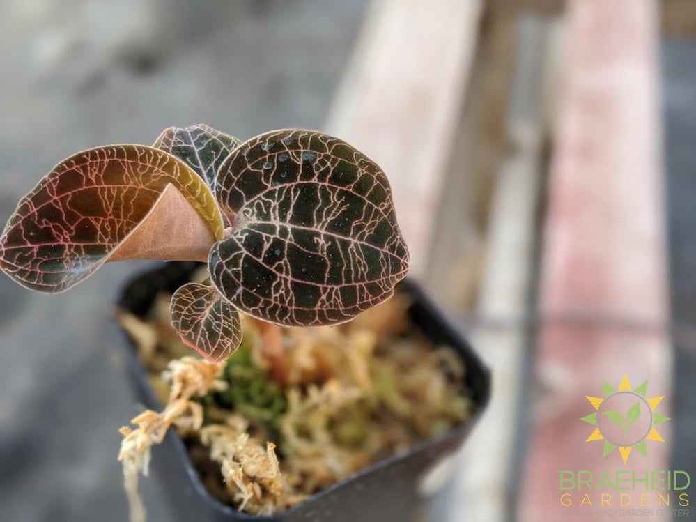 Dossinia Marmorata Dayli Jewel Orchid