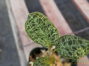 Macodes Petola Jewel Orchid