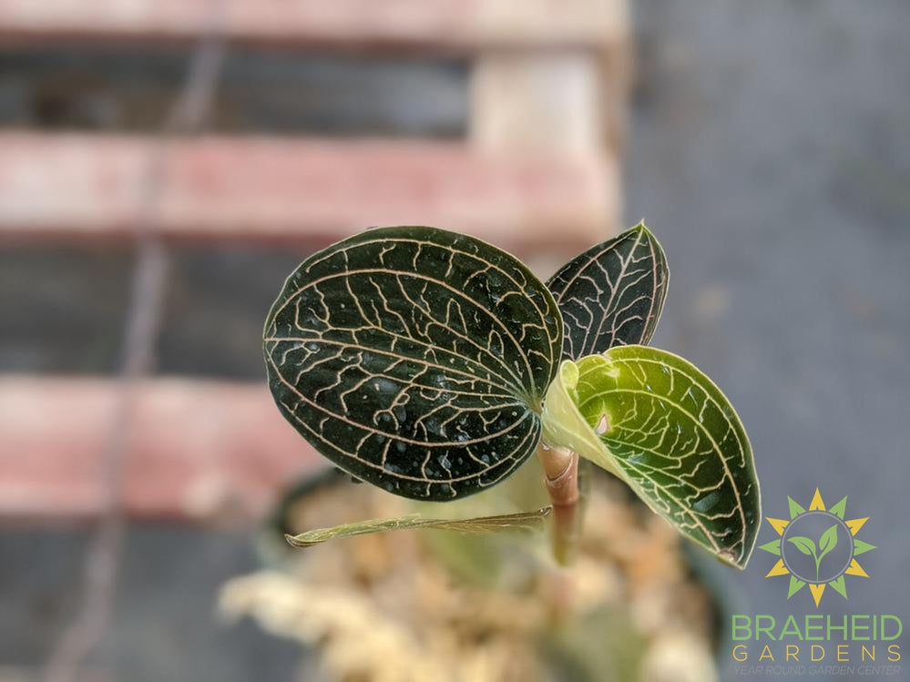 Anoectochilus Brevilabris Jewel Orchid