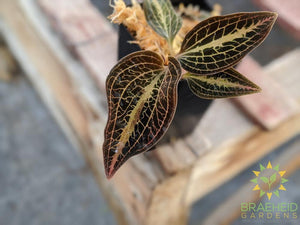 Dossinia Dominyl Judy Jewel Orchid