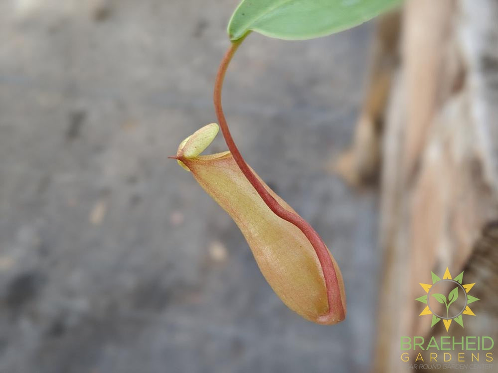 Nepenthes Alata - Pitcher Plant