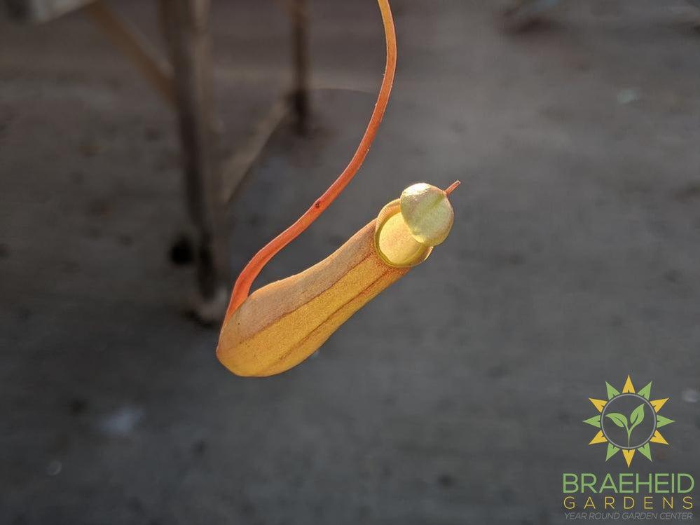 Nepenthes Alata - Pitcher Plant