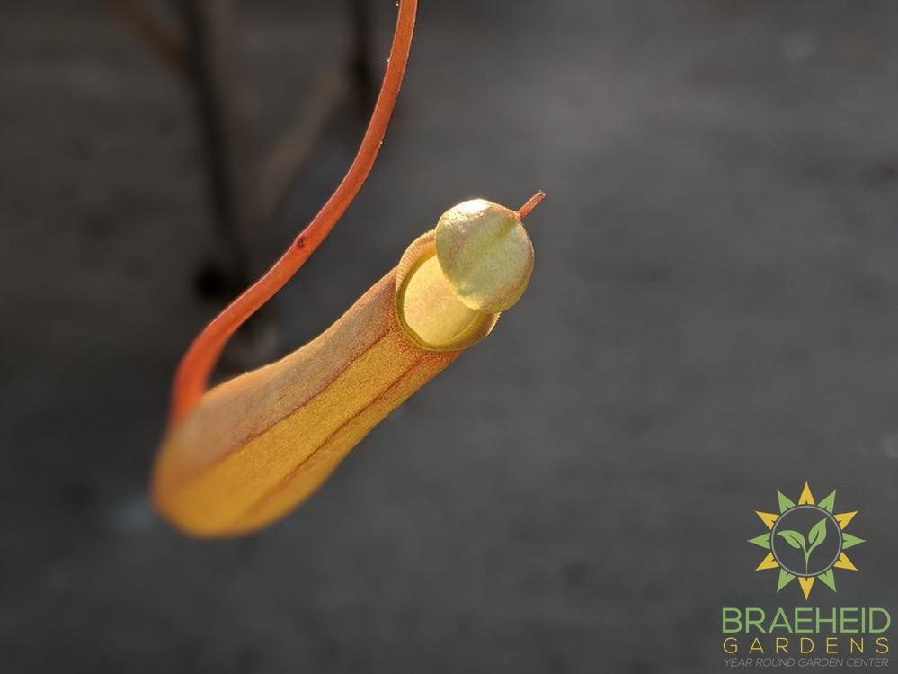Nepenthes Alata - Pitcher Plant
