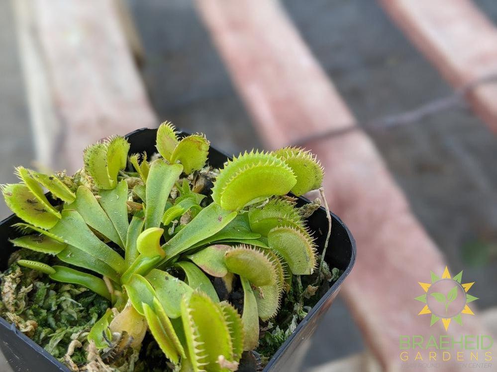 Venus Fly Trap - Dionaea Muscipula - Dente