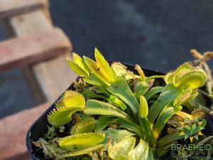 Venus Fly Trap - Dionaea Muscipula - Dente