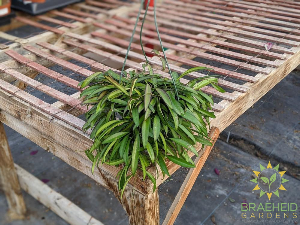 Hoya Wayetti Hanging Basket