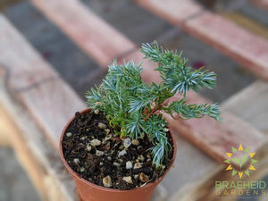 Christmas Cypress