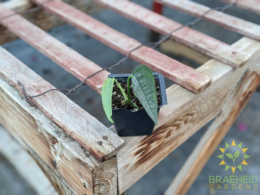 Order Cebu Blue Pothos in Canada