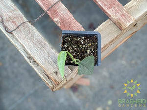 Order Cebu Blue Pothos Canada