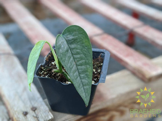 Shop Cebu Blue Pothos for Canada wide Shipping