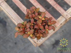 Red Nerve Plant