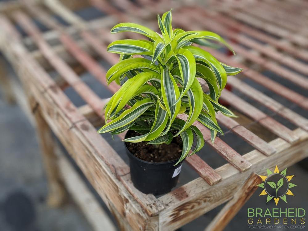 Dracaena Lemon Surprise