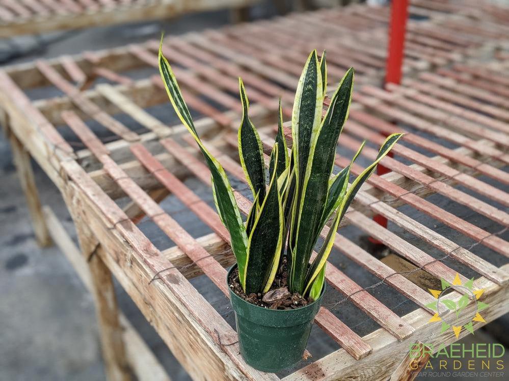 Sansevieria Blackgold