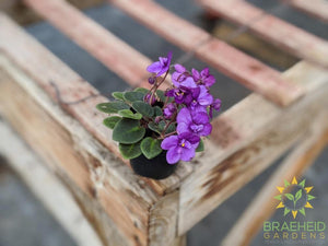 Mini African Violets