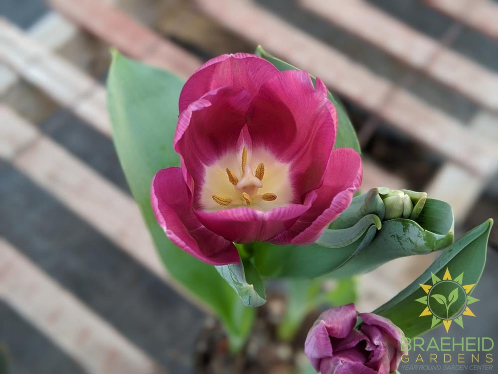 Tulips - Assorted colors