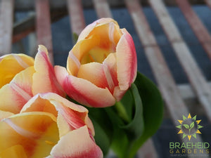 Tulips - Assorted colors