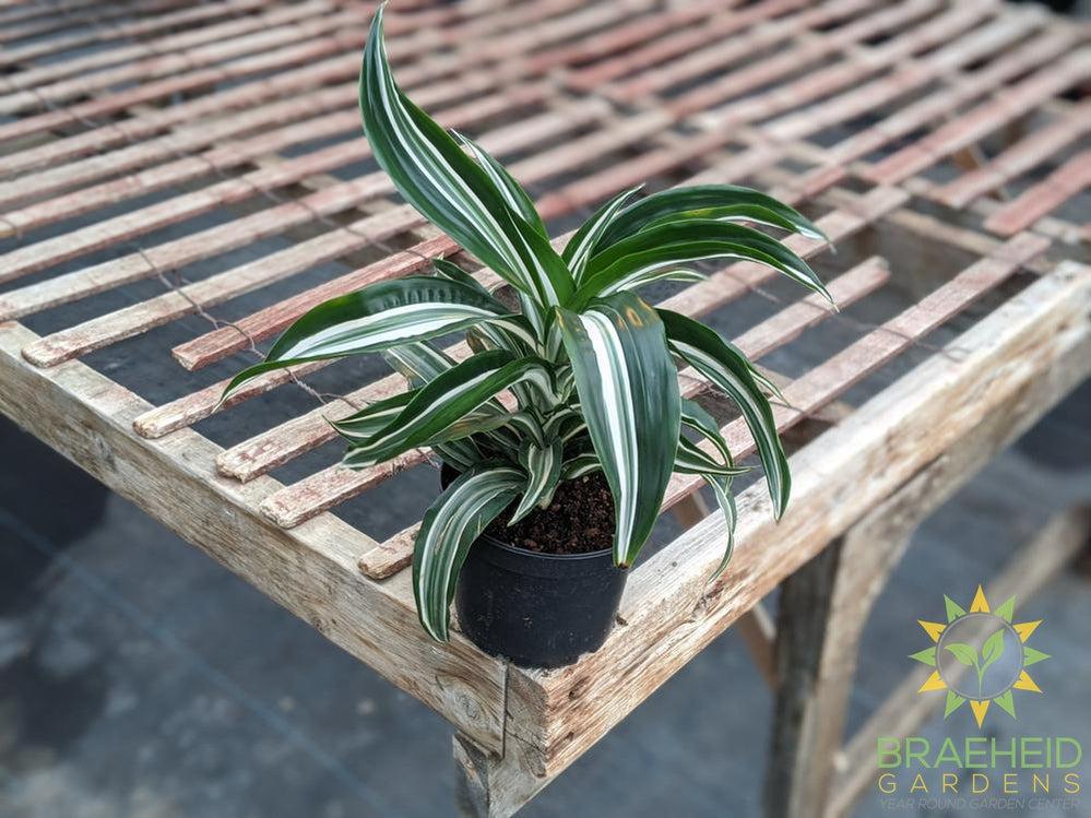 Dracaena Jade jewel - Dracaena Fragans