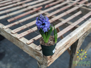 Hyacinth Assorted colors