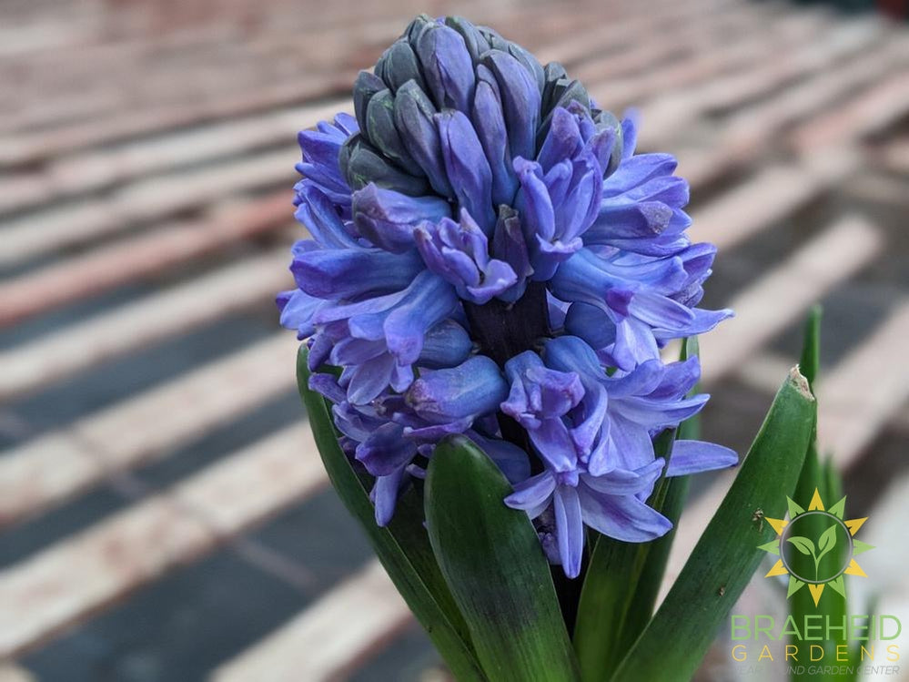 Hyacinth Assorted colors