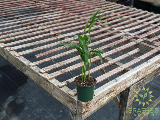 Areca Palm