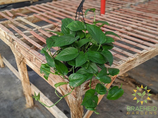 Buy Jade Pothos in Canada