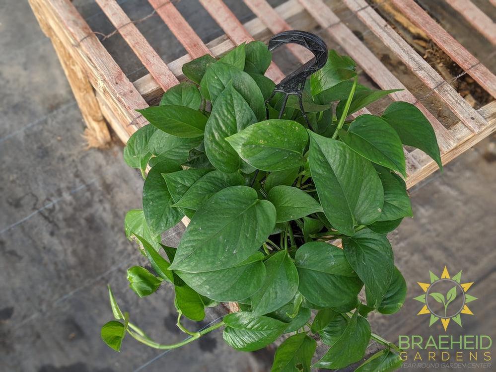 Order Jade Pothos in Canada