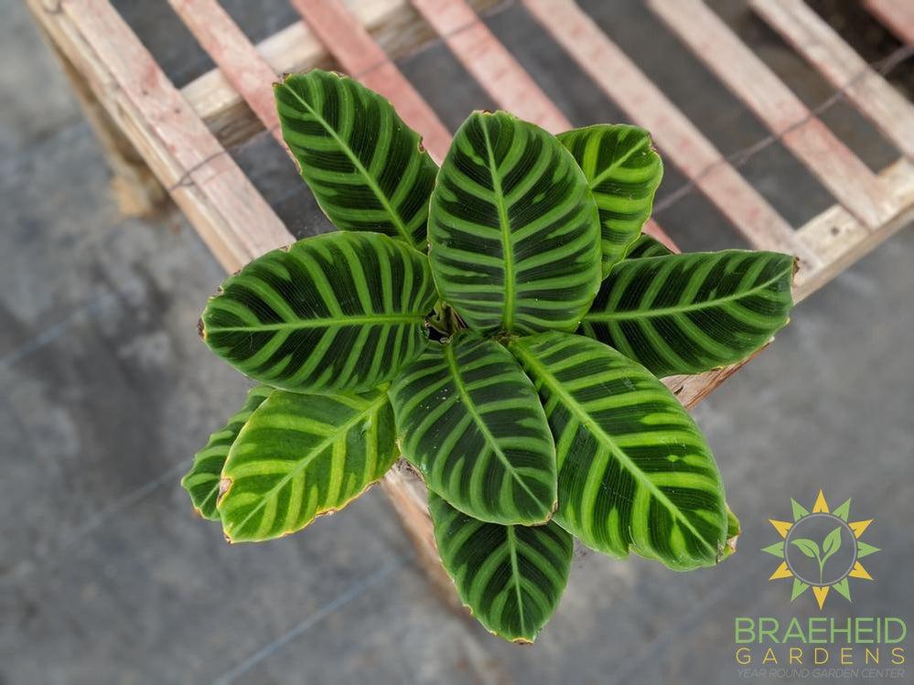 Calathea Zebrina