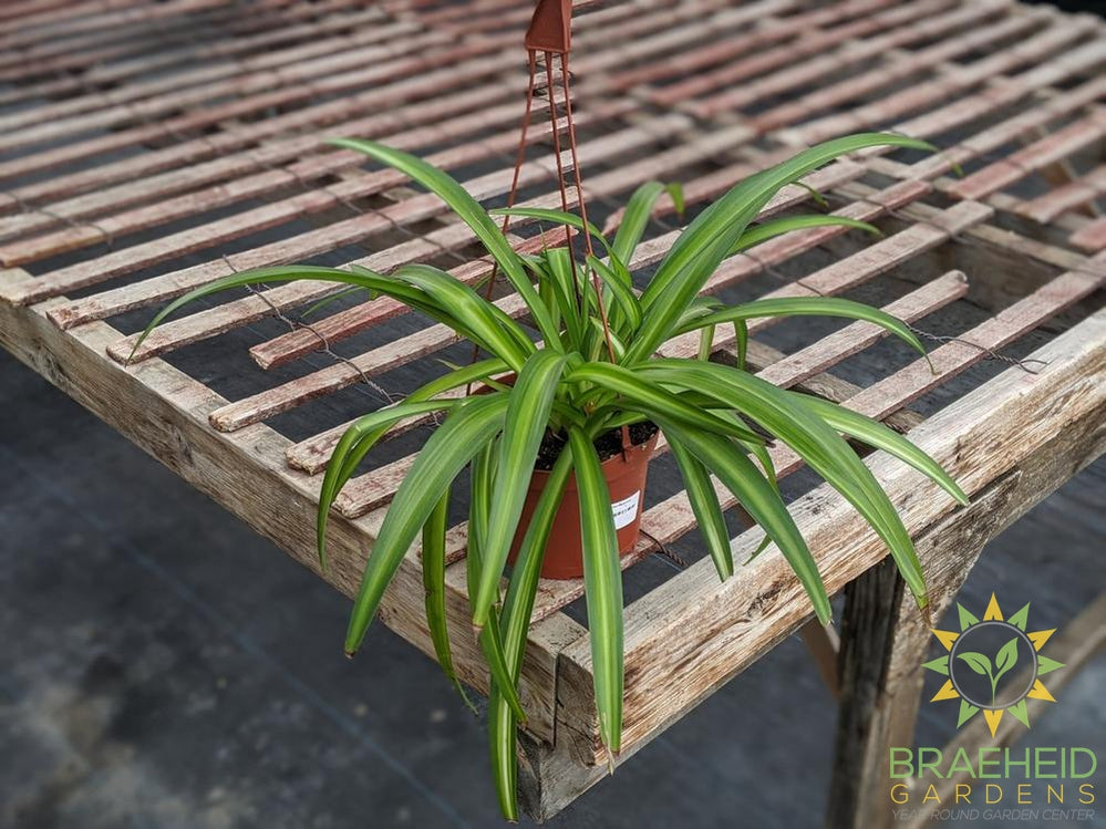Hawaiian Spider Plant Hanging Basket