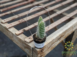 Opuntia 'Snow'