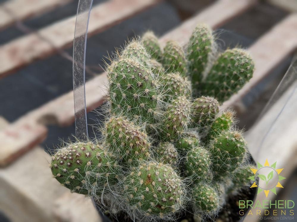 Opuntia 'Snow'
