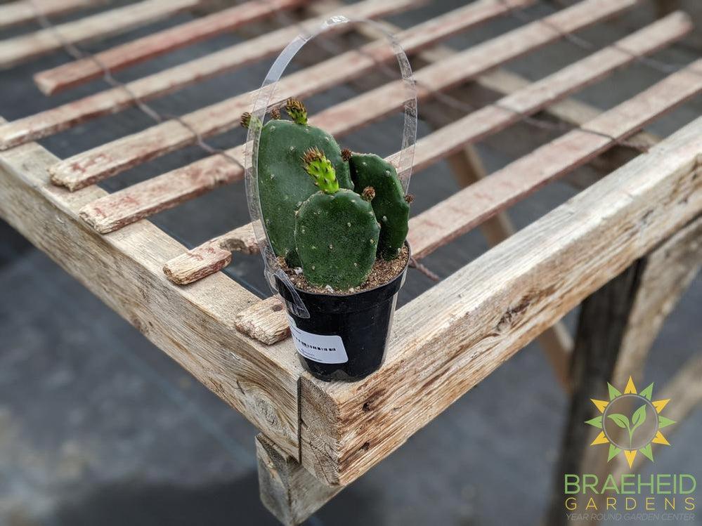 Opuntia 'Emerald Wave'