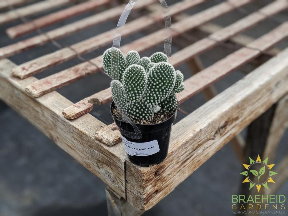 Opuntia Angel Wings