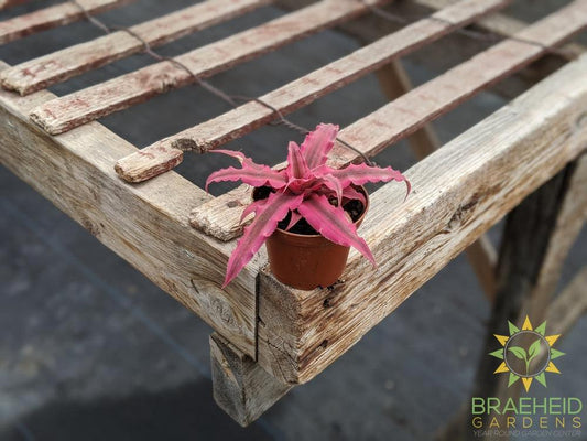 Earth Star Cryptanthus