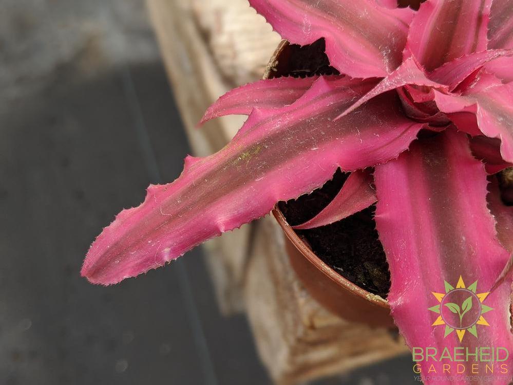 Earth Star Cryptanthus