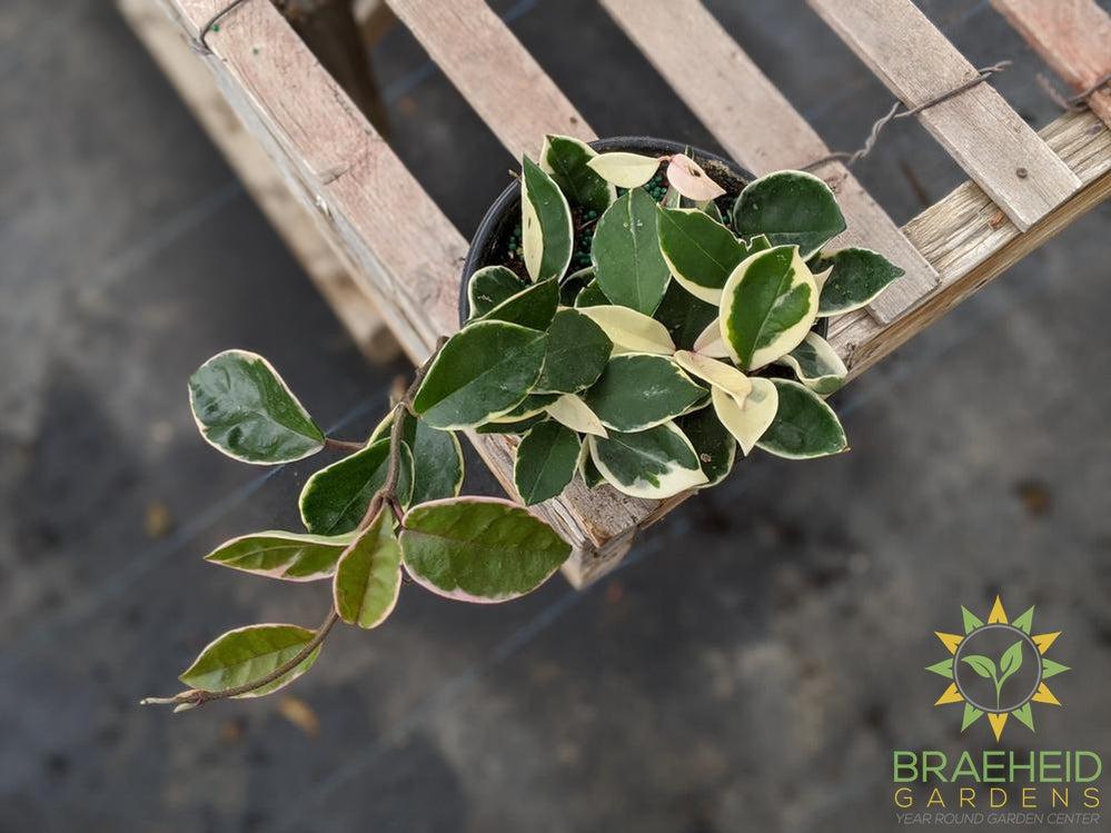 Hoya Tricolor (Krimson Queen)