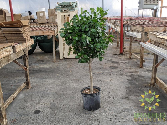 Large Ficus Moclame - NO SHIP -