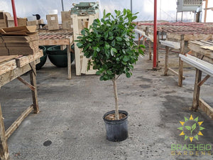 Large Ficus Moclame