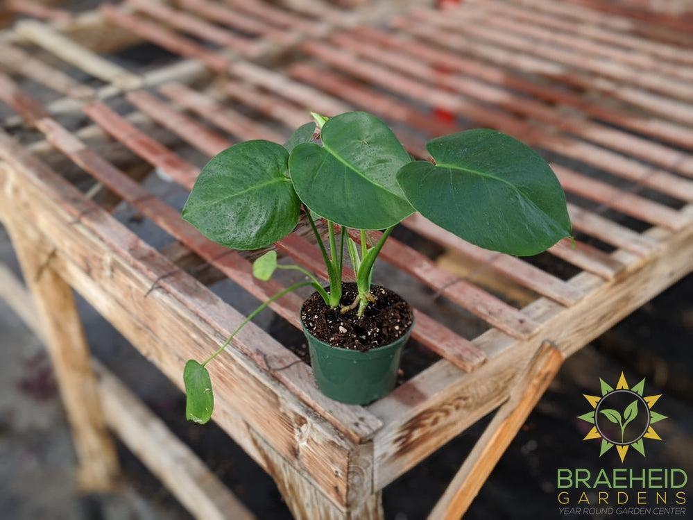 buy philodendron online canada Buy Split Leaf Monstera Philodendron