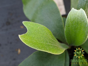 Staghorn Fern